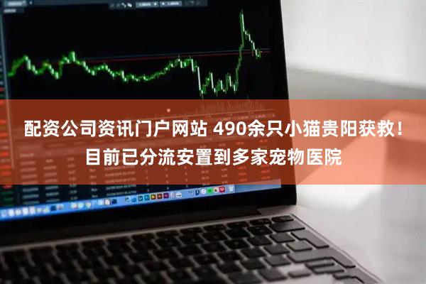 配資公司資訊門戶網站 490余只小貓貴陽獲救！目前已分流安置到多家寵物醫院